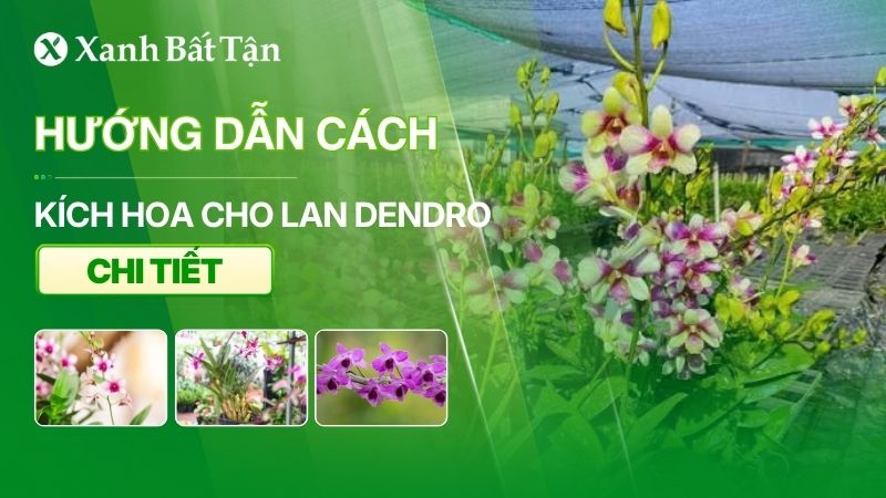 Cách kích hoa cho Lan Dendro ra đúng Tết dễ dàng