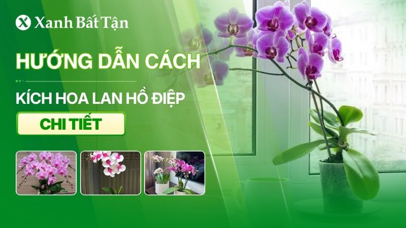 Cách kích hoa cho Lan Hồ Điệp ra đúng Tết