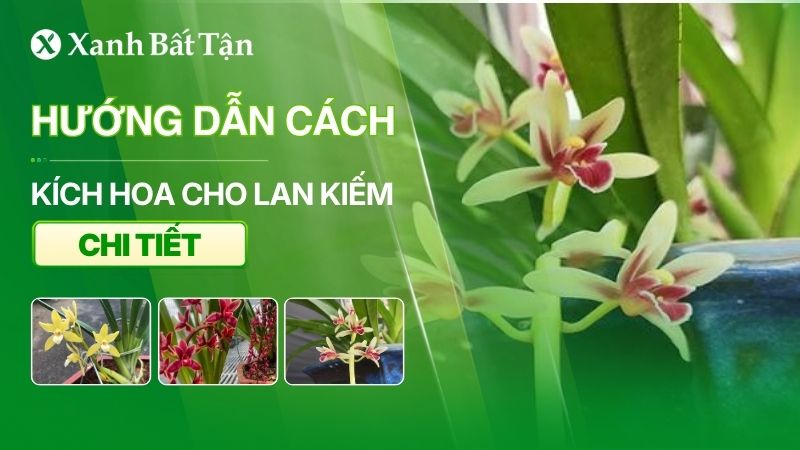 Cách kích hoa cho Lan Kiếm đúng cách bạn nên biết