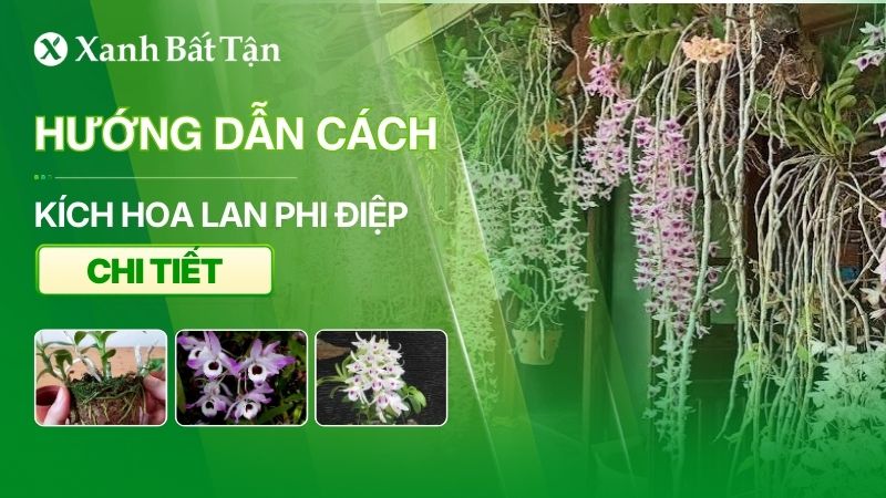 Cách kích hoa cho Lan Phi Điệp ai cũng làm được