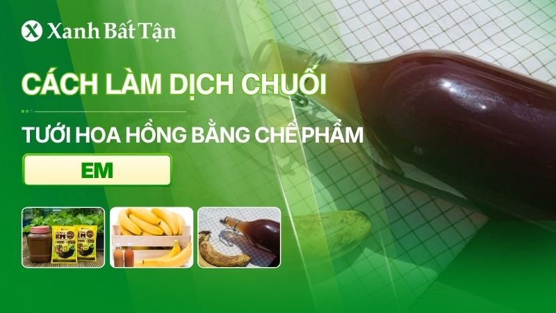 Cách làm dịch chuối tưới hoa Hồng bằng chế phẩm EM