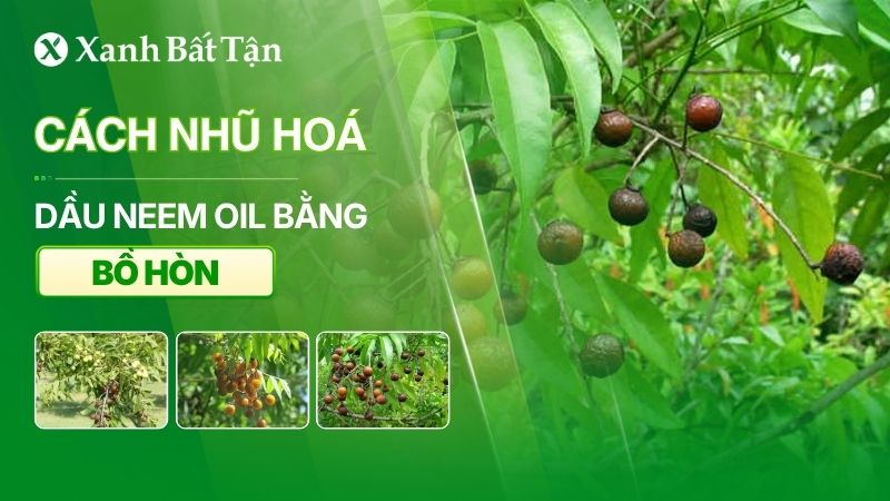 Cách nhũ hoá dầu Neem Oil bằng bồ hòn trừ bọ trĩ hoa Hồng