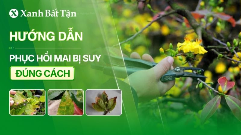 Cách phục hồi cây Mai bị suy đúng cách