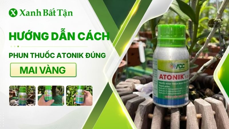 Cách phun thuốc Atonik cho Mai đúng cách bạn nên biết