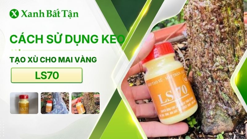 Cách tạo xù cho Mai vàng bằng keo tạo xù LS70