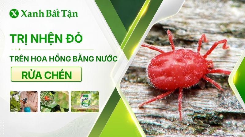 Cách trị nhện đỏ trên hoa Hồng bằng nước rửa chén