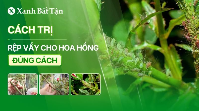 Cách trị rệp vẩy trên hoa Hồng đúng cách và hiệu quả