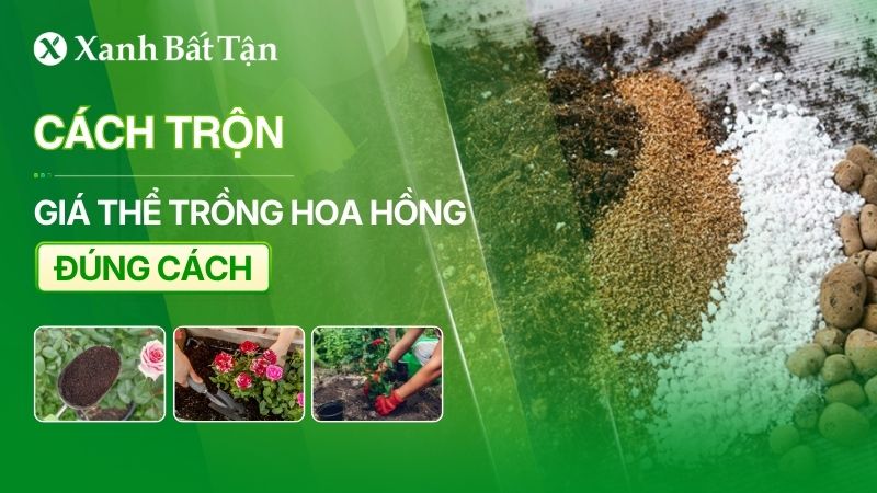 Cách trộn giá thể trồng hoa Hồng đúng cách