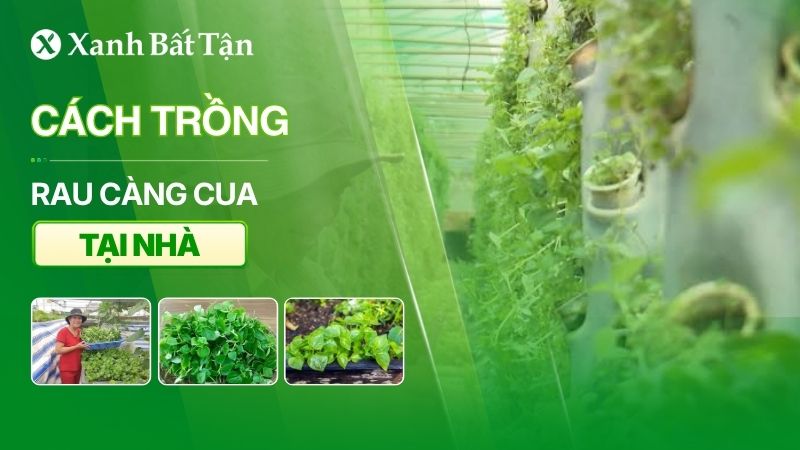 Cách trồng rau càng cua tại nhà xanh mơn mỡn