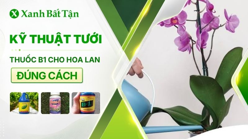 Cách tưới B1 cho Lan đúng cách không phải ai cũng biết