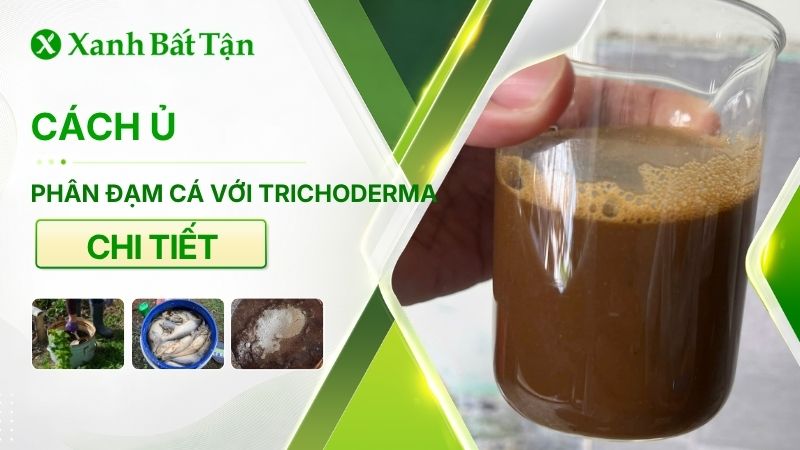 Cách ủ phân cá với nấm Trichoderma
