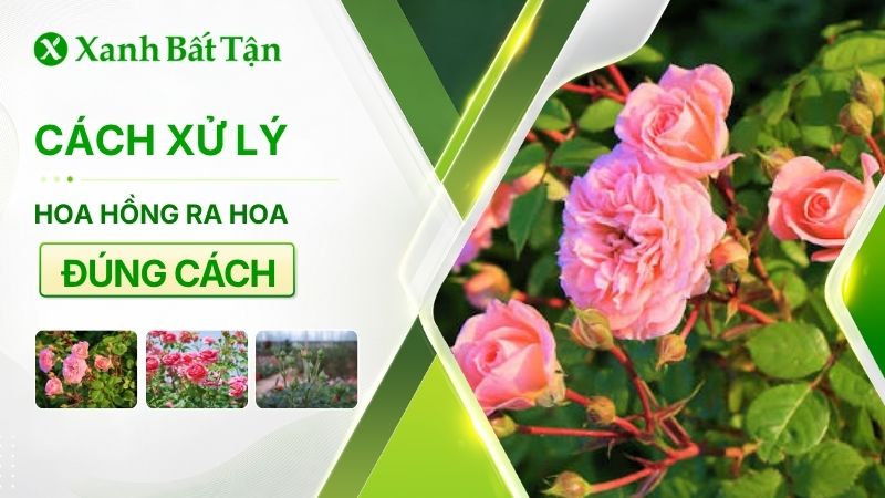 Cách xử lý ra hoa cho hoa Hồng đúng kỹ thuật