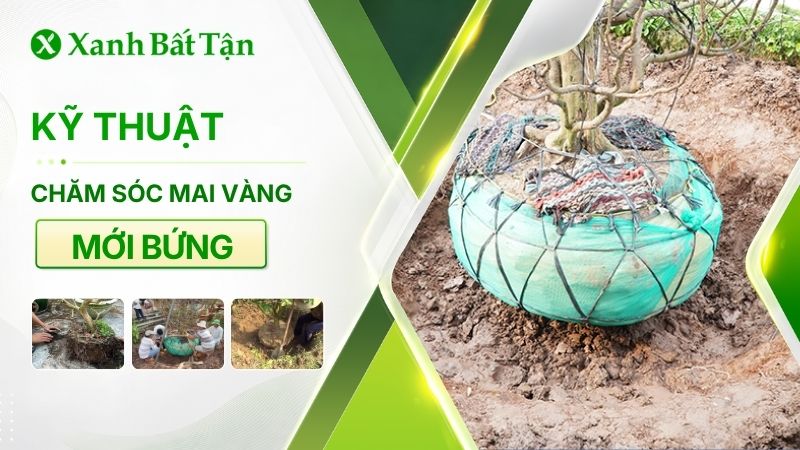 Chăm sóc Mai vàng mới bứng
