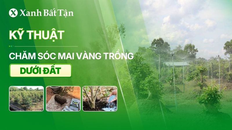 Chăm sóc Mai vàng trồng dưới đất