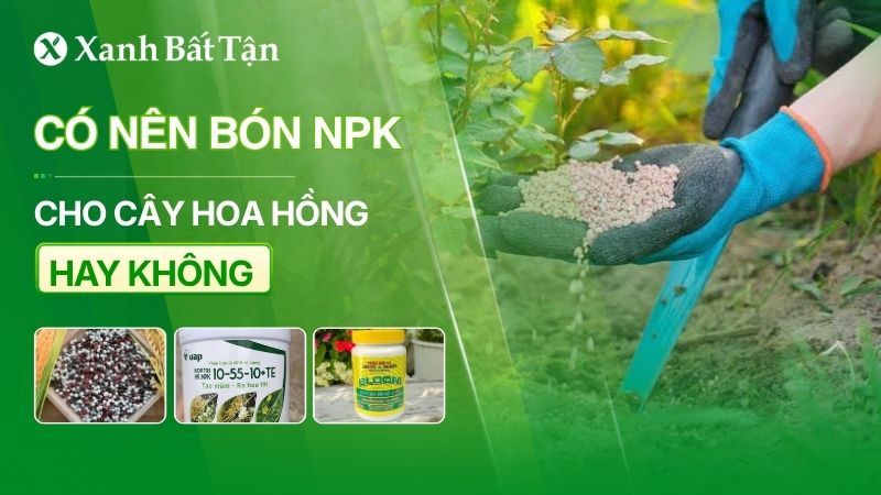 Có nên bón NPK cho hoa Hồng không?