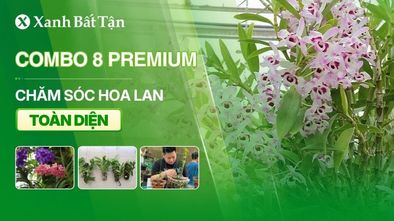 Combo 8 Premium cho Lan và những bí mật bạn cần biết