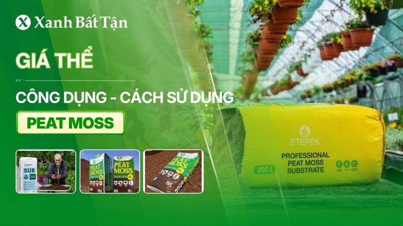 Giá thể Peat Moss: Công dụng và cách sử dụng