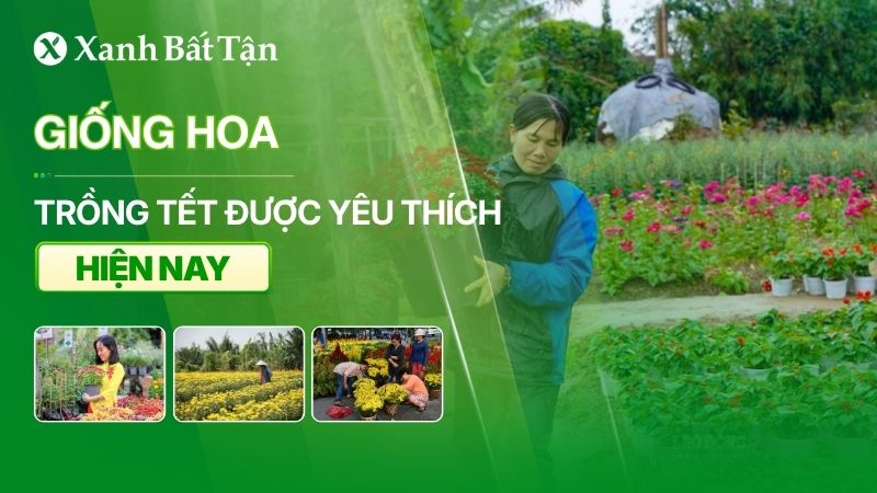 Giống hoa trồng Tết
