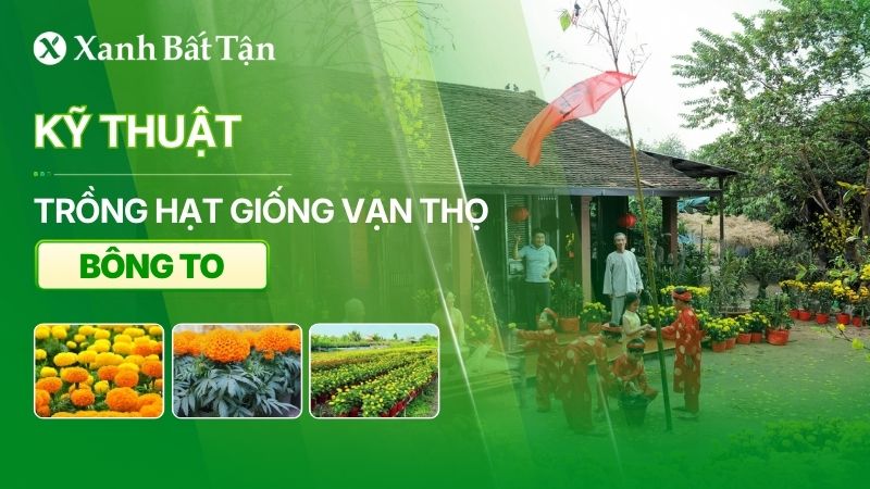 Hạt giống Vạn thọ bông to