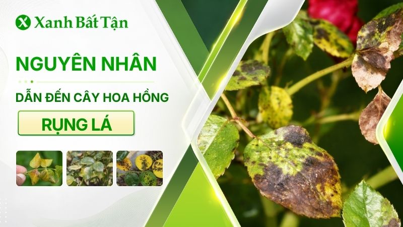 Hoa Hồng bị rụng lá: Nguyên nhân và cách chữa trị