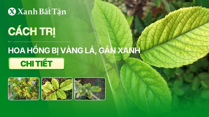 Hoa Hồng bị vàng lá gân xanh – Nguyên nhân và cách khắc phục