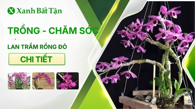 Hướng dẫn cách trồng và chăm sóc Lan trầm rồng đỏ