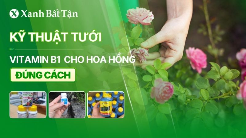 Hướng dẫn cách tưới B1 cho hoa Hồng đúng cách
