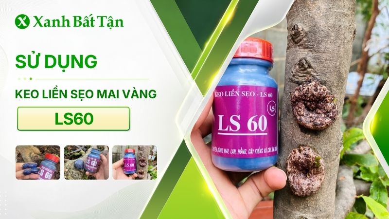 Keo liền sẹo cây Mai