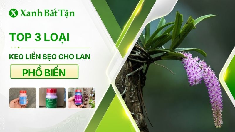 Keo liền sẹo cho Lan