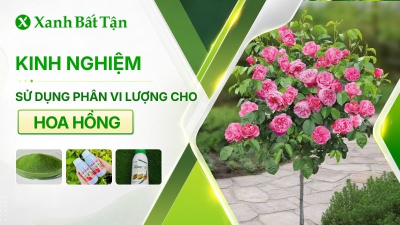 Kinh nghiệm sử dụng phân bón vi lượng cho hoa Hồng đúng cách