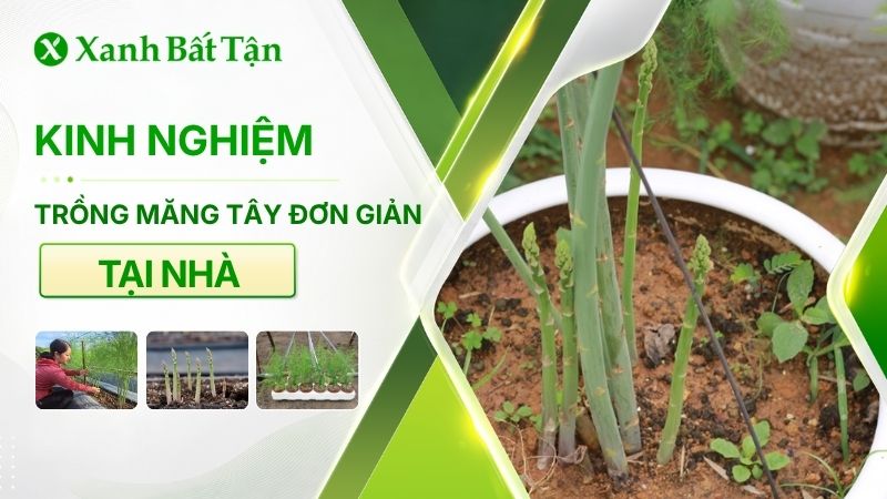 Kinh nghiệm trồng măng tây đơn giản ngay tại nhà