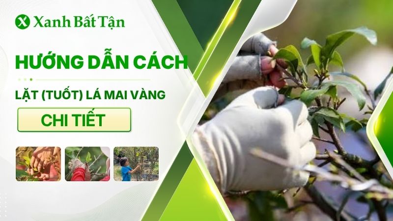 Kỹ thuật lặt tuốt lá Mai vàng đúng cách