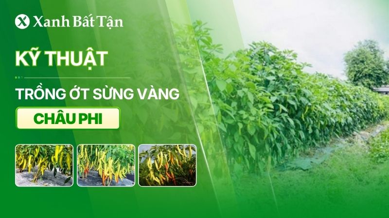 Kỹ thuật trồng ớt sừng vàng châu phi đơn giản