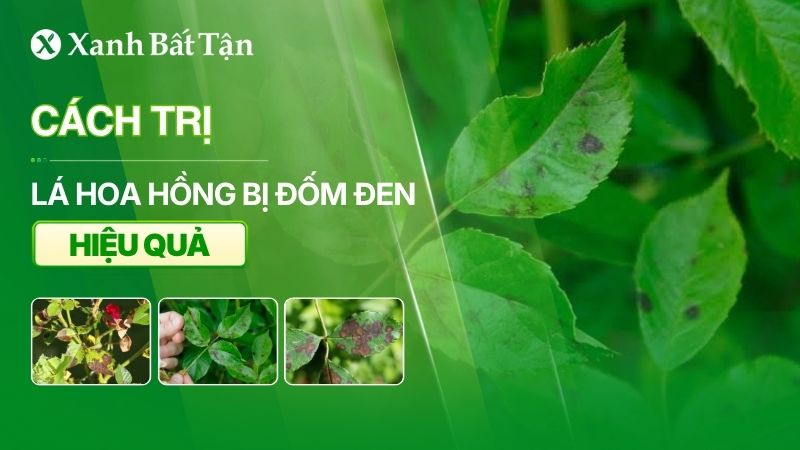 Lá hoa Hồng bị đốm đen: Nguyên nhân và cách trị