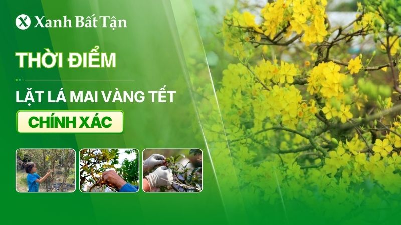 Lặt lá Mai ngày nào
