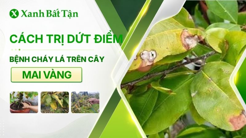 Mai Vàng bị cháy lá: Nguyên nhân và cách trị dứt điểm