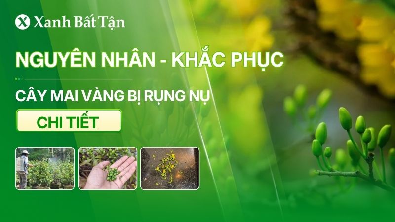 Mai bị rụng nụ: Nguyên nhân và cách khắc phục