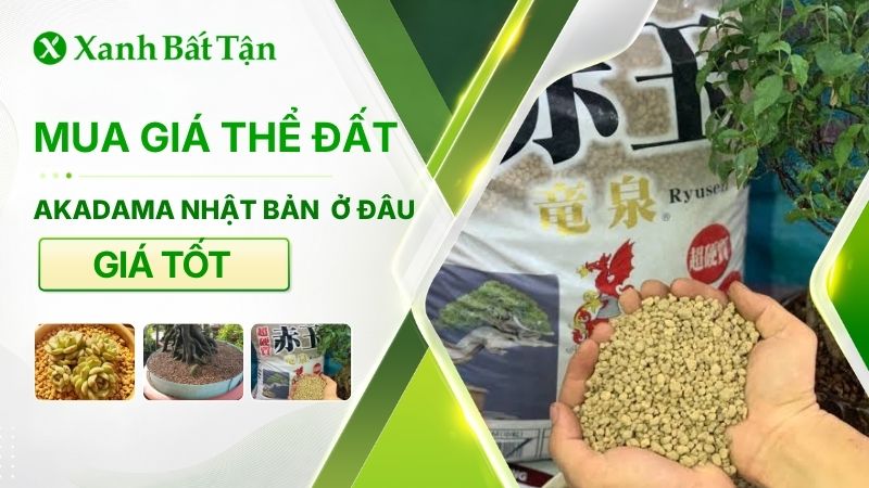 Địa chỉ mua đất Akadama giá tốt và uy tín?