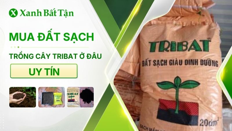 Mua đất sạch Tribat ở đâu TPHCM