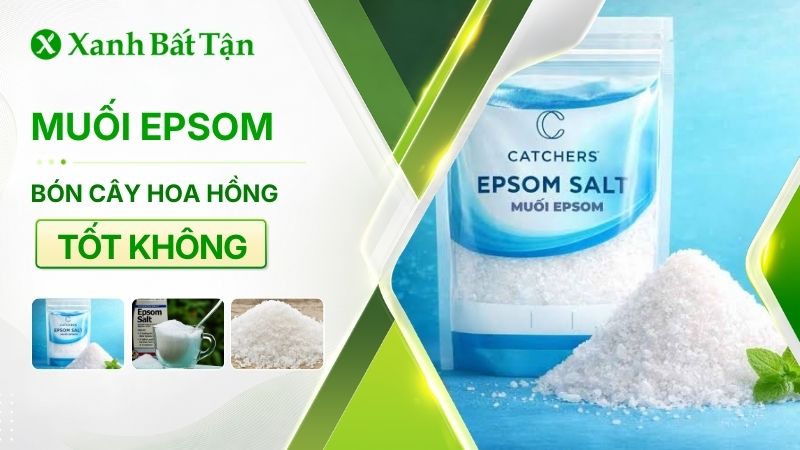Muối Epsom cho hoa Hồng: Công dụng và cách sử dụng