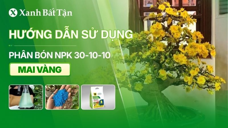 NPK 30-10-10 cho Mai: Công dụng và cách sử dụng