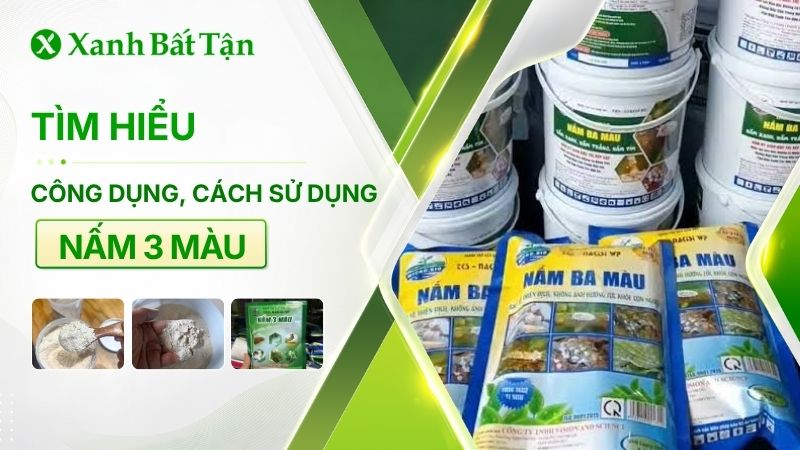 Nấm 3 màu là gì? Công dụng và cách sử dụng đúng cách