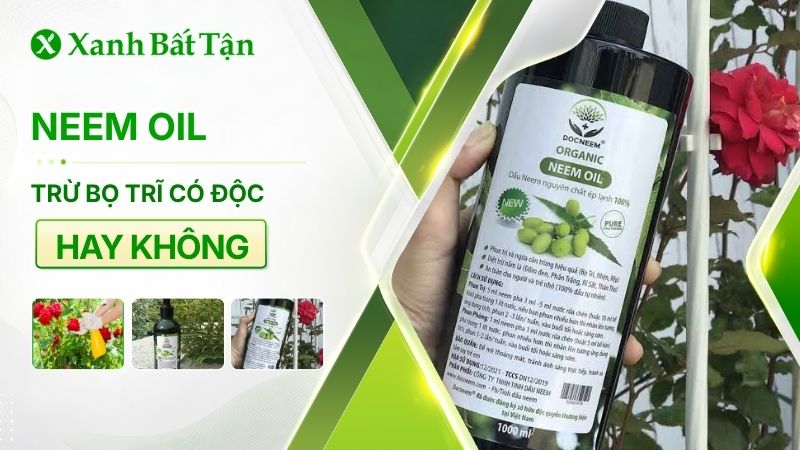 Neem Oil trừ bọ trĩ có độc không và có tốt không
