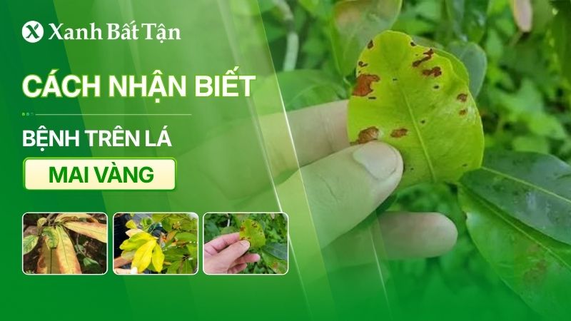 Nhận biết bệnh trên lá Mai vàng rất đơn giản và dễ làm