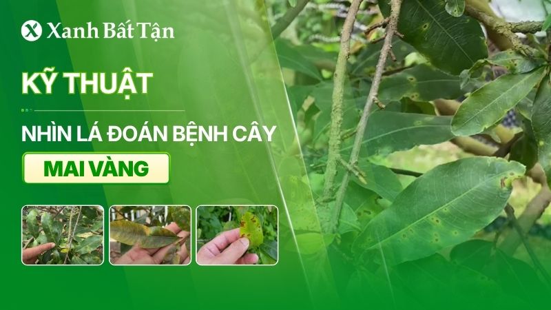 Nhìn lá đoán bệnh Mai vàng
