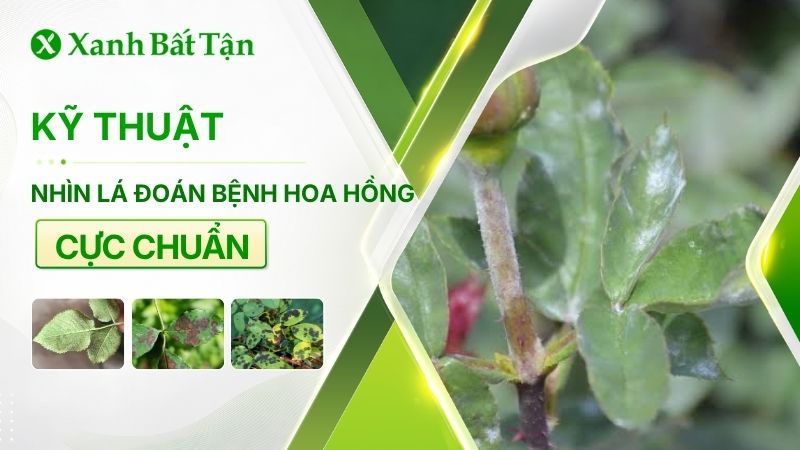 Nhìn lá đoán bệnh hoa Hồng dễ dàng ai cũng nên biết