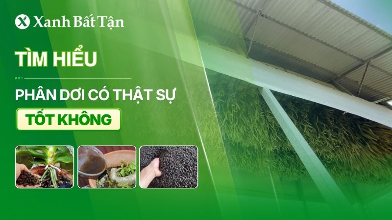 Phân Dơi có thật sự tốt không?