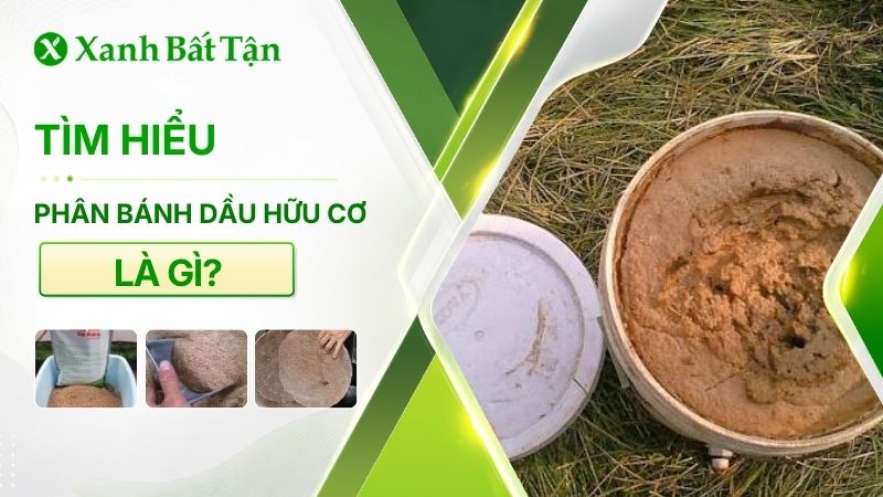 Phân bánh dầu là gì