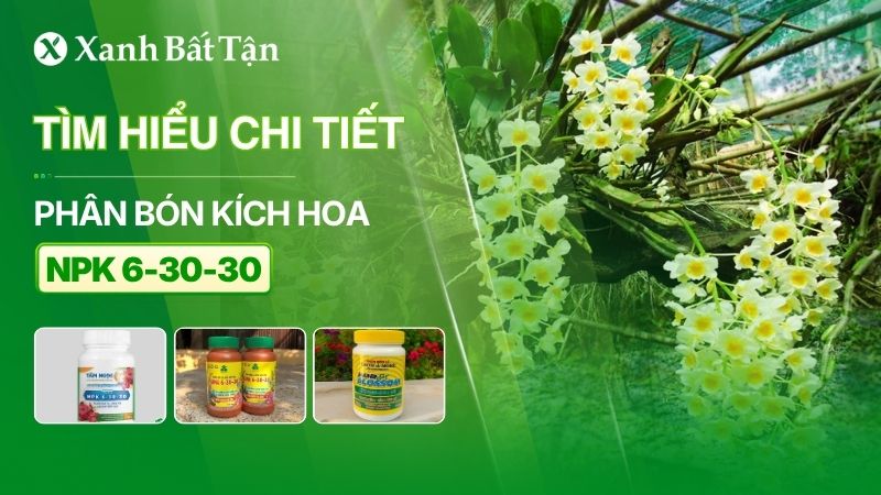 Phân bón NPK 6-30-30: Công dụng và cách sử dụng