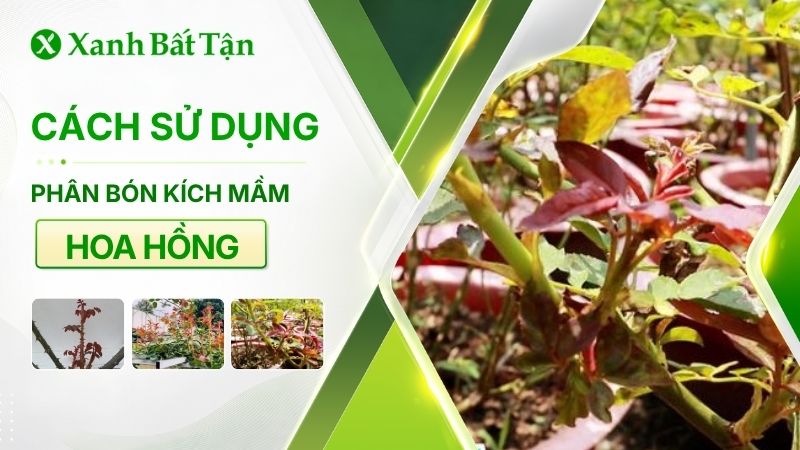 Phân bón kích mầm cho hoa Hồng